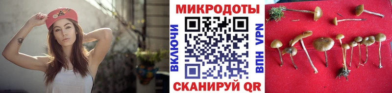 где найти   Ак-Довурак  Псилоцибиновые грибы мицелий 